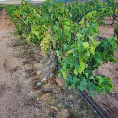 Viñas con montañas de fondo