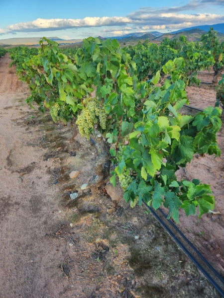 Viñas con montañas de fondo